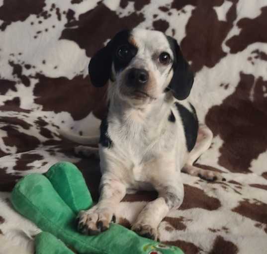 Photo of Delilah