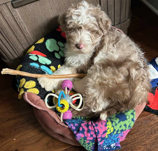 Photo of Finley (TX) CUTE PUPPY!