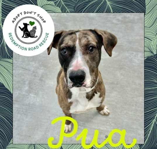 Photo of Pua *FOSTER NEEDED - BLIND*