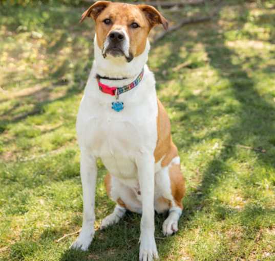 Photo of Tyson (in foster)