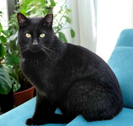 Photo of Salem