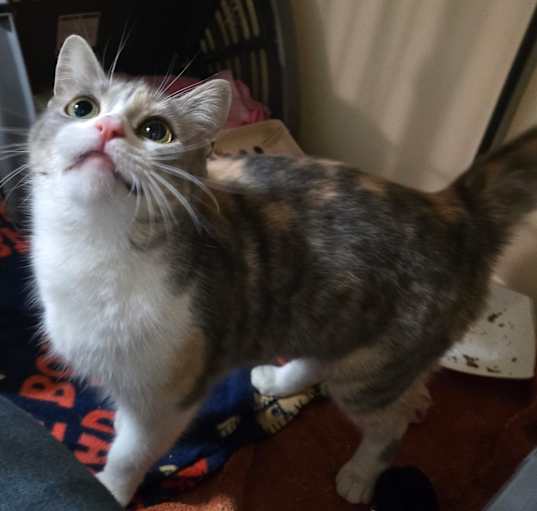 Photo of Peaches