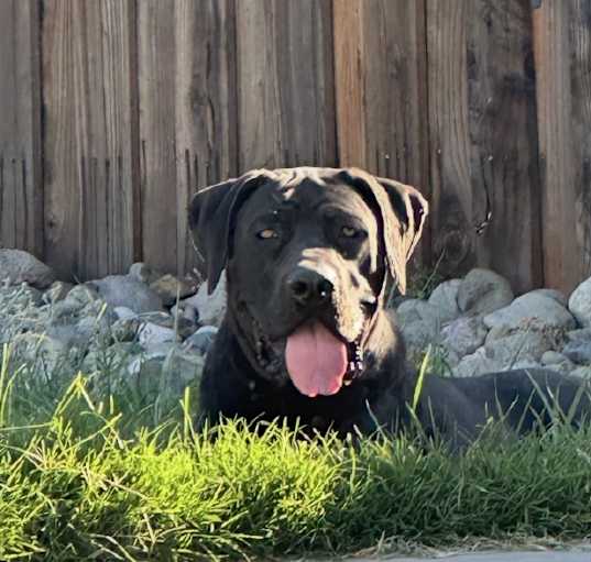 Photo of Raven