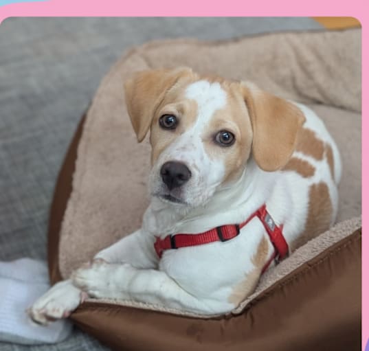 Photo of Peaches
