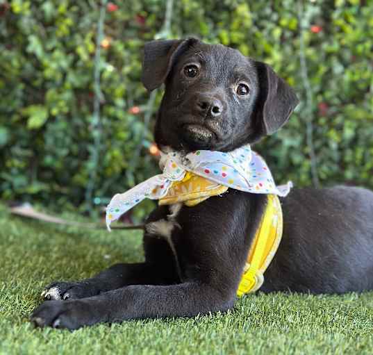 Photo of Babe Woof