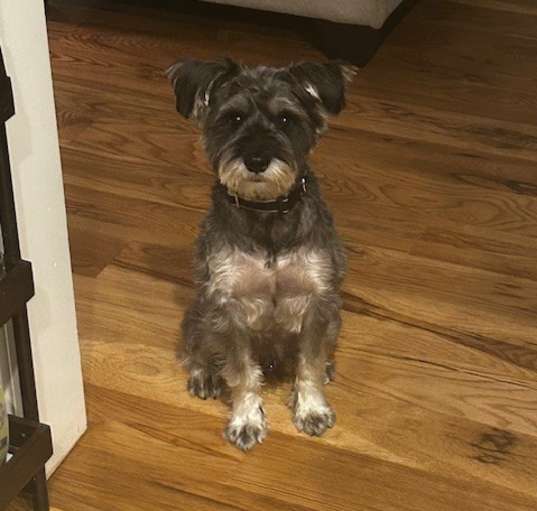 Photo of Milo
