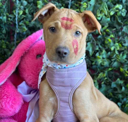 Photo of Cheeto