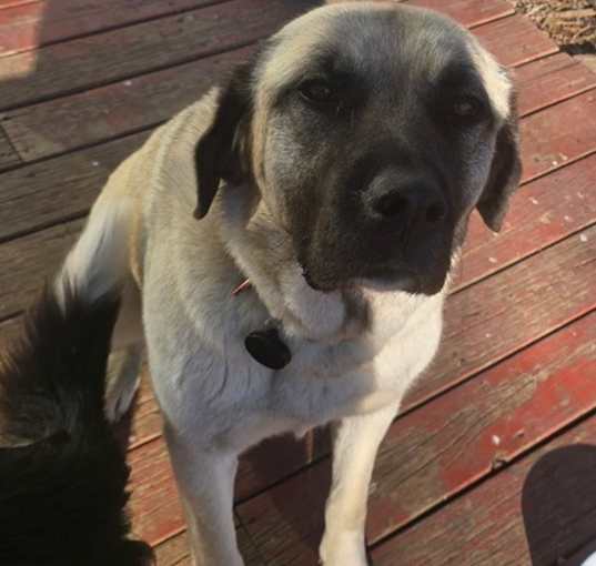 Photo of Brandy