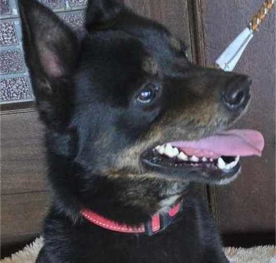 Photo of Caliber