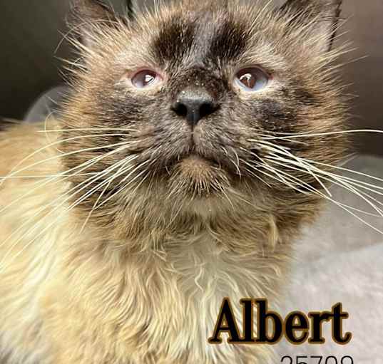 Photo of Albert