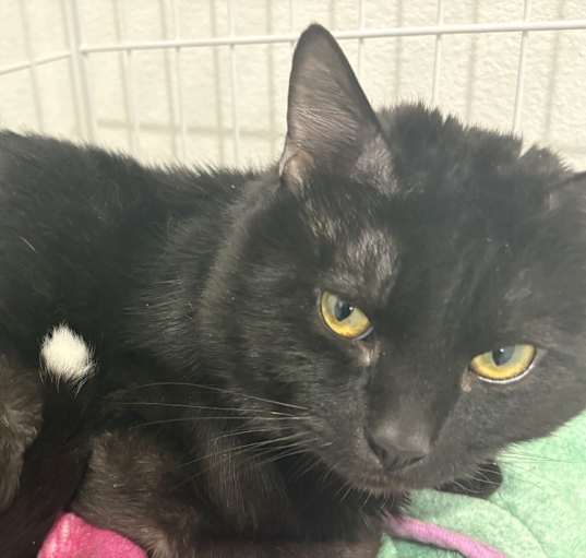 Photo of Jinx