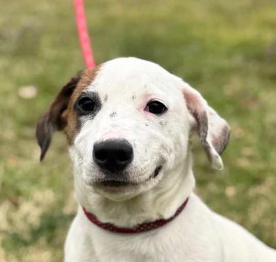 Photo of Polo