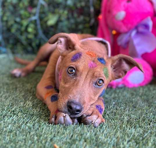 Photo of Scooby Doo