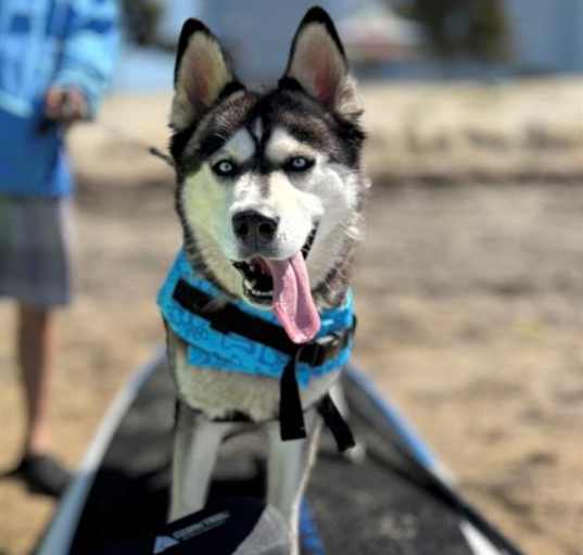 Photo of HARLEY