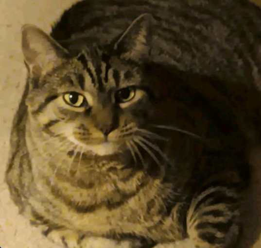Photo of Tink