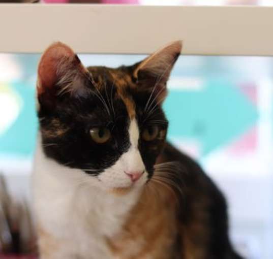 Photo of New Girl (bonded w/ Gogo)