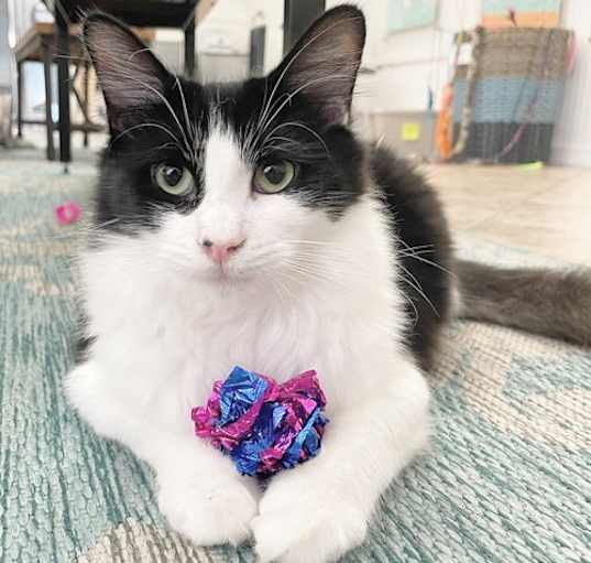 Photo of Gogo (bonded w/ New Girl)
