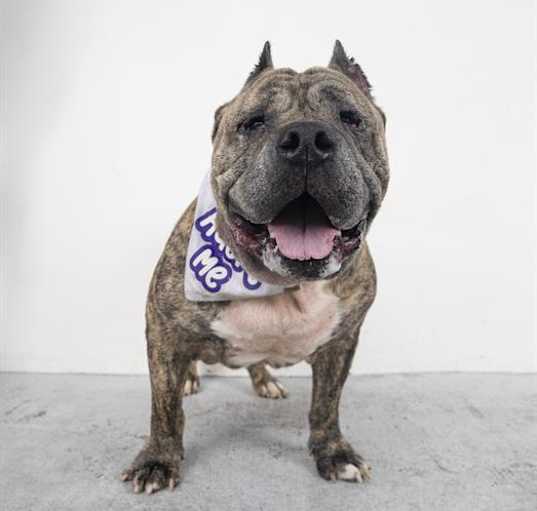 Photo of ARNOLD