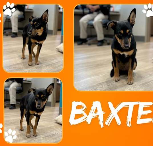 Photo of BAXTER