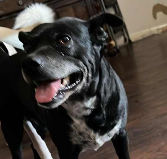 Photo of Daisy
