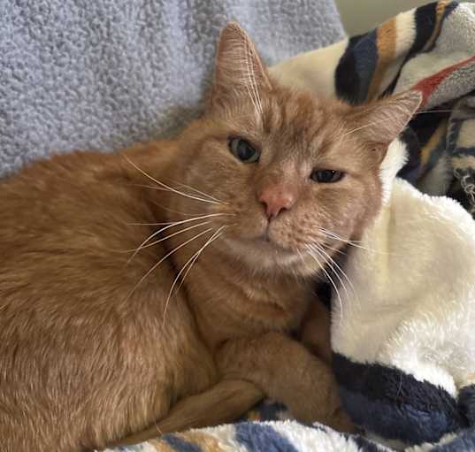 Photo of Whiskers