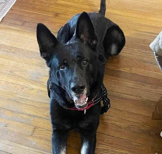 Photo of Moose