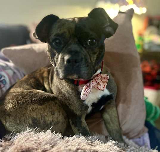Photo of Luna Willow Rose