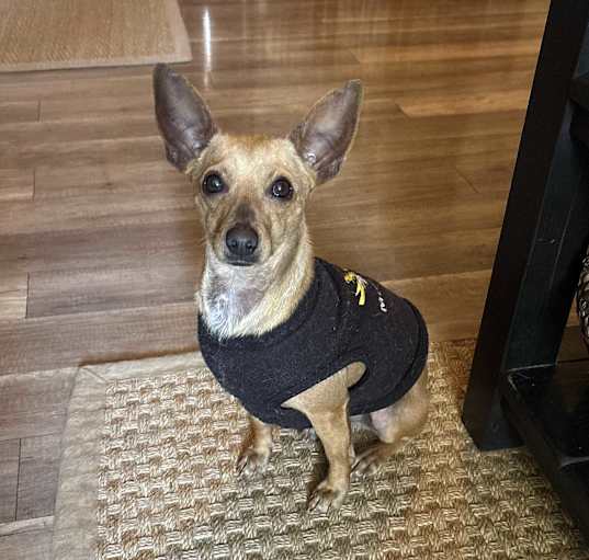 Photo of Cosmo