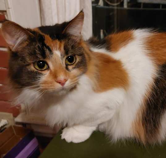 Photo of Calypso