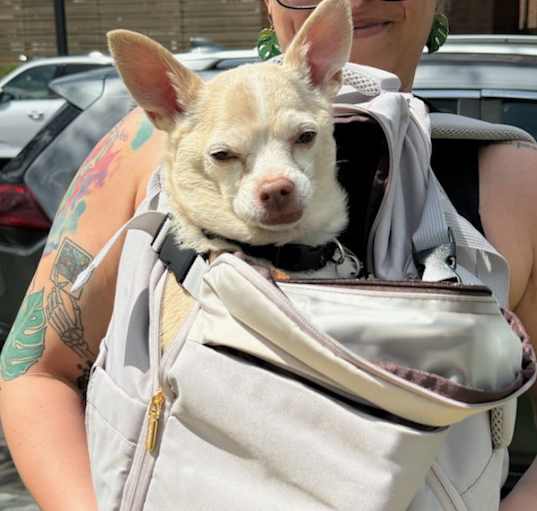 Photo of Chico