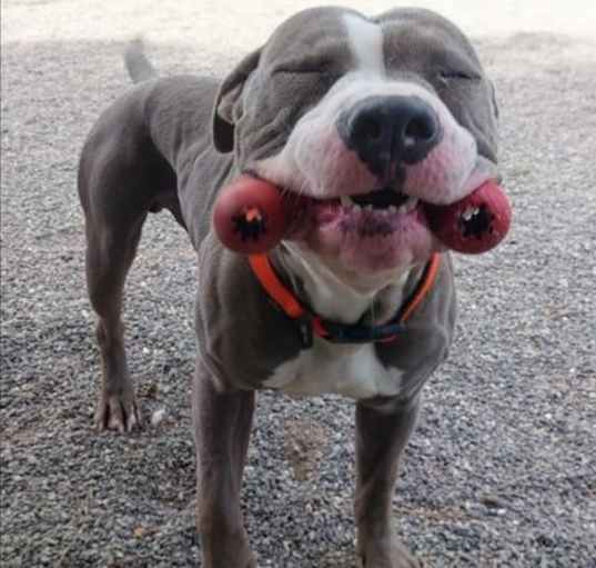 Photo of *CHATO