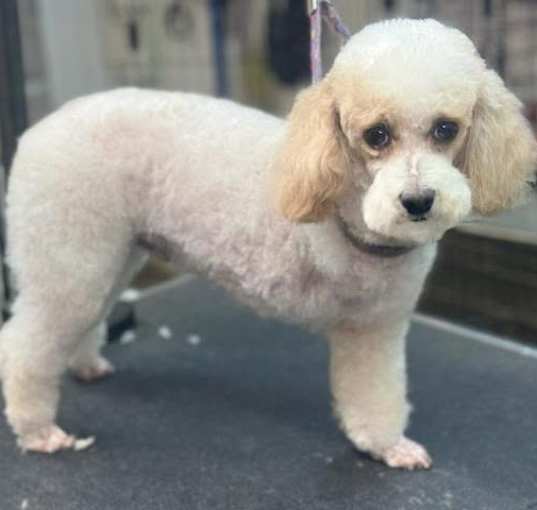 Photo of Buddy