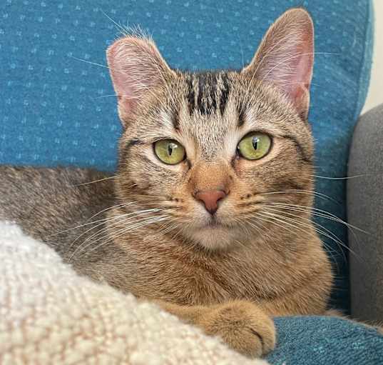 Photo of Abby