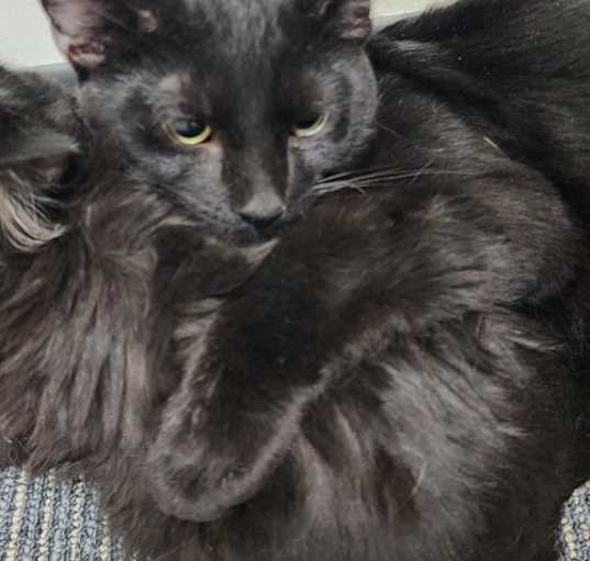 Photo of McFluffenstein and McDoodle bonded pair