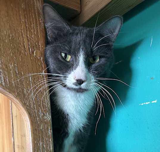 Photo of Sparky