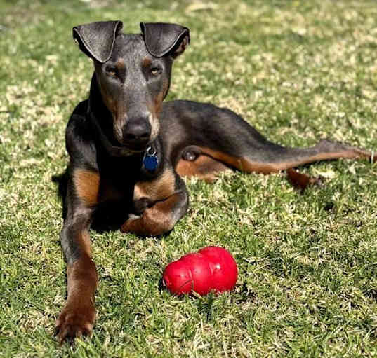 Photo of Doggo