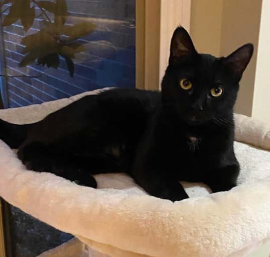 Photo of Jada   (Rare Russian Blue)