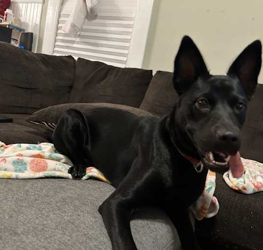 Photo of Pepper