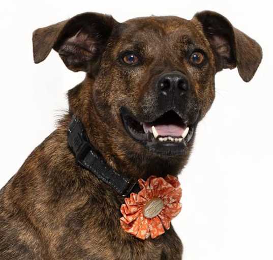 Photo of KONA