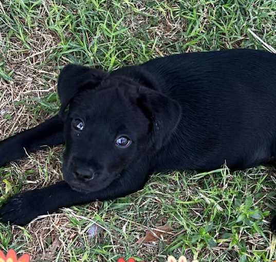 Photo of Bear
