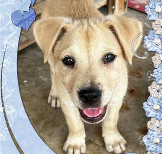 Photo of Peanut