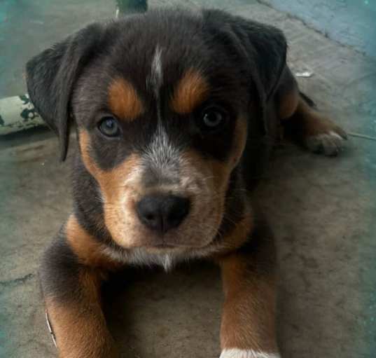 Photo of Teddy