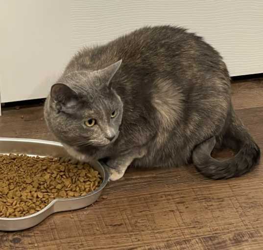 Photo of Smokey