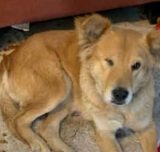 Photo of Lazzy -