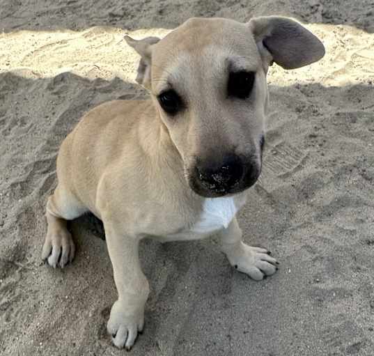 Photo of Dog