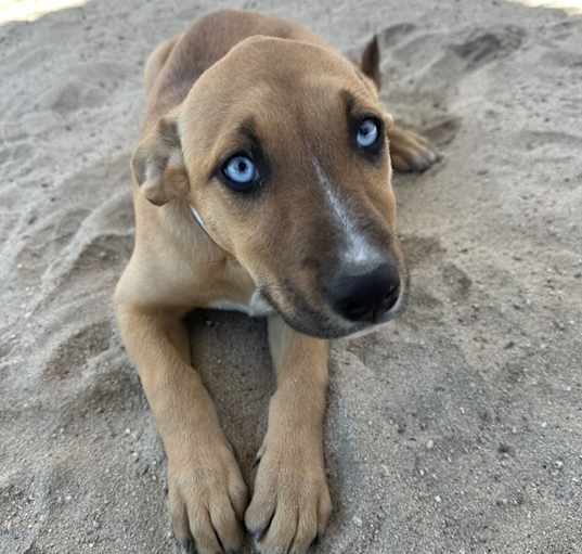 Photo of Dog