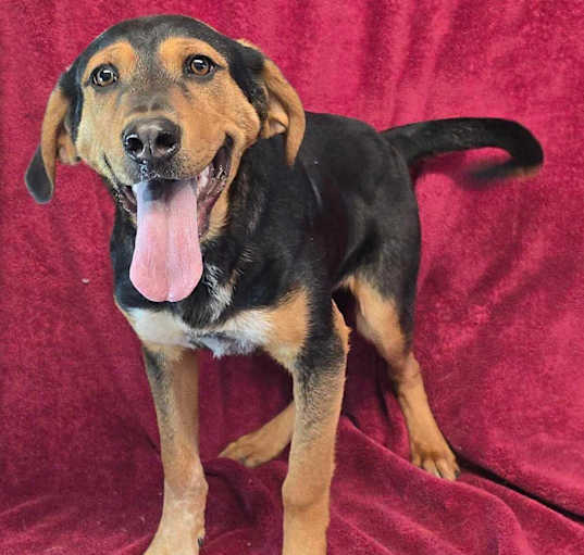 Photo of Vertigo *foster needed*