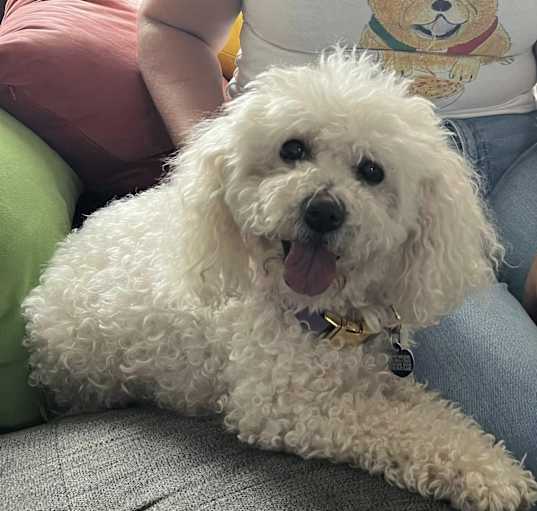 Photo of Sandy (pending medical)