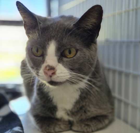 Photo of Power Puff(At Petsmart-280)