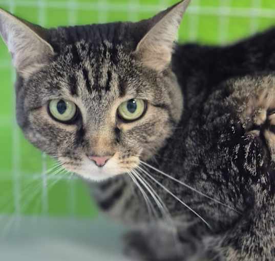 Photo of Candy (Available at Alabaster PetSmart)